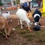 Video: Locals in Kampala left in disbelief as goats fight for bread