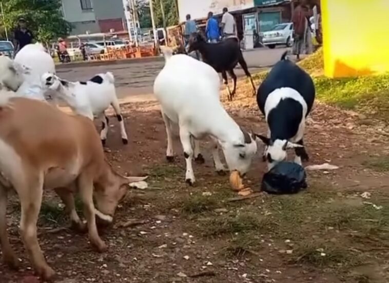 Video: Locals in Kampala left in disbelief as goats fight for bread