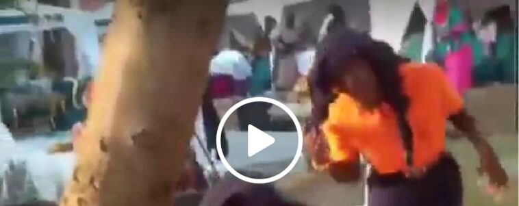 VIDEO: Witchcraft! Bees attack an introduction ceremony chasing everyone