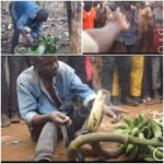 VIDEO: Witchcraft! Snake coils around man’s neck stealing matooke