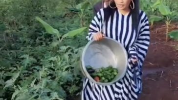 Video: Zari picks egg plants and garden eggs from her garden