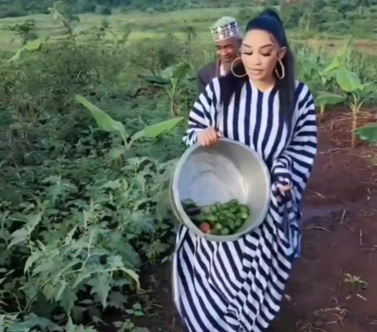 Video: Zari picks egg plants and garden eggs from her garden